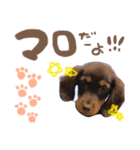 まろくんスタンプ(日常)（個別スタンプ：1）