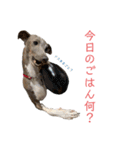 イッヌと。3（個別スタンプ：33）