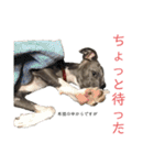 イッヌと。3（個別スタンプ：38）