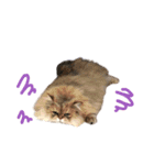 家の猫 ルチルとラズリィ（個別スタンプ：1）
