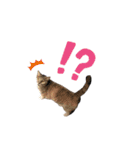 家の猫 ルチルとラズリィ（個別スタンプ：4）