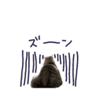 家の猫 ルチルとラズリィ（個別スタンプ：5）