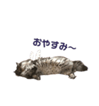 家の猫 ルチルとラズリィ（個別スタンプ：6）