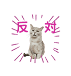 家の猫 ルチルとラズリィ（個別スタンプ：8）