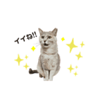 家の猫 ルチルとラズリィ（個別スタンプ：9）