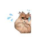家の猫 ルチルとラズリィ（個別スタンプ：10）