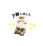 家の猫 ルチルとラズリィ（個別スタンプ：12）