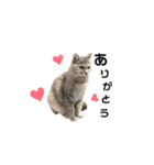 家の猫 ルチルとラズリィ（個別スタンプ：13）