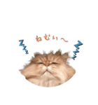 家の猫 ルチルとラズリィ（個別スタンプ：14）
