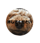 イッヌフレンズ3（個別スタンプ：5）