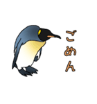 リアルめのキングペンギン（個別スタンプ：11）