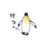 リアルめのキングペンギン（個別スタンプ：23）