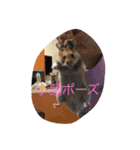 いつものアニマル（個別スタンプ：6）