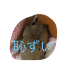 いつものアニマル（個別スタンプ：8）