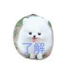 いつものアニマル（個別スタンプ：9）