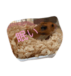 いつものアニマル（個別スタンプ：15）