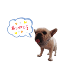 わん太@（個別スタンプ：1）