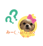 わしのスタンプなのだ！（個別スタンプ：3）