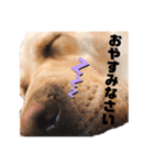 ラブラドールせぶと仲間達（個別スタンプ：11）