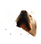 ラブラドールせぶと仲間達（個別スタンプ：17）