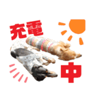 ラブラドールせぶと仲間達（個別スタンプ：39）