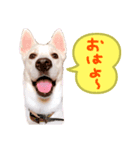 どんな時でも使える！雑種のゆきちゃん（個別スタンプ：1）