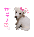 どんな時でも使える！雑種のゆきちゃん（個別スタンプ：8）