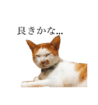 猫の豆太スタンプ〜愛くるしくてたまんね〜（個別スタンプ：1）