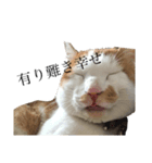 猫の豆太スタンプ〜愛くるしくてたまんね〜（個別スタンプ：2）