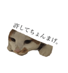 猫の豆太スタンプ〜愛くるしくてたまんね〜（個別スタンプ：3）