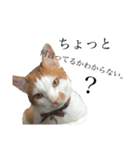 猫の豆太スタンプ〜愛くるしくてたまんね〜（個別スタンプ：4）
