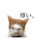 猫の豆太スタンプ〜愛くるしくてたまんね〜（個別スタンプ：5）