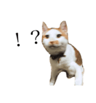 猫の豆太スタンプ〜愛くるしくてたまんね〜（個別スタンプ：6）