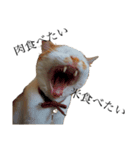 猫の豆太スタンプ〜愛くるしくてたまんね〜（個別スタンプ：7）