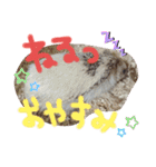 はりねずみのマロンちゃん ③（個別スタンプ：29）