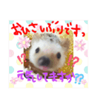 はりねずみのマロンちゃん ③（個別スタンプ：37）