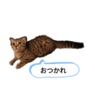 ミモザさんヘラ（個別スタンプ：4）