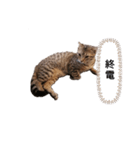ミモザさんヘラ（個別スタンプ：25）