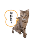 ミモザさんヘラ（個別スタンプ：27）