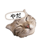 ミモザさんヘラ（個別スタンプ：31）