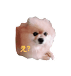 プリンスポメ（個別スタンプ：6）