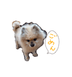 プリンスポメ（個別スタンプ：7）