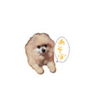 プリンスポメ（個別スタンプ：8）
