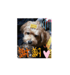 蘭魔瑠（個別スタンプ：1）