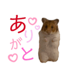 ハムスターのらぶちゃんスタンプ♡（個別スタンプ：3）