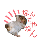 ハムスターのらぶちゃんスタンプ♡（個別スタンプ：6）