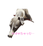 ワンコラズ！(公開版)（個別スタンプ：5）