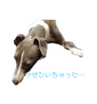 ワンコラズ！(公開版)（個別スタンプ：21）