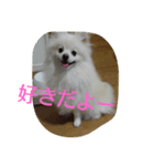 もふもふポメラニアンふーたろー（個別スタンプ：1）