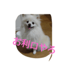 もふもふポメラニアンふーたろー（個別スタンプ：3）